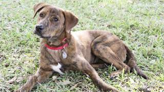 Plott Hound | Facts, History & Characteristics by All Animal Breeds 78 views 2 years ago 2 minutes, 1 second