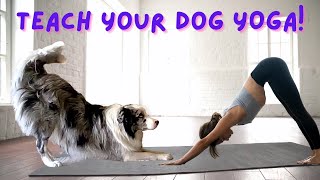 How To Teach Your Dog To Do YOGA! (Bow)