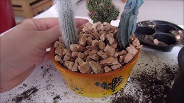 Repotting my Cacti tub