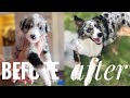 Australian Shepherd Litter 1 YEAR Update !