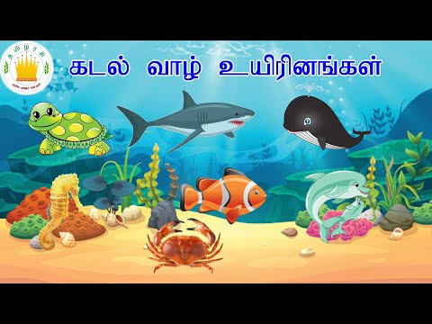 தமிழரசி-கடல் வாழ் உயிரினங்கள் | Learn Tamil sea animals names video for