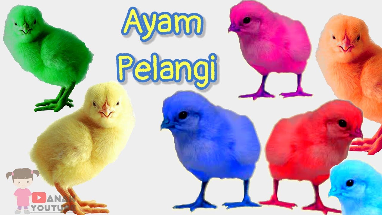  Anak  ayam  turun berkotek Anak  Ayam  Pelangi lucu  Lagu 