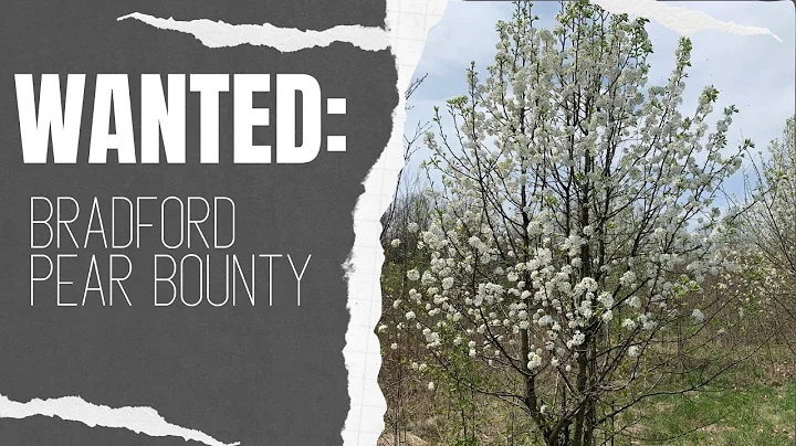 Bradford Pear Bounty Program