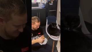 Vasya #catshorts #top #funny #shortvideo #fun #cat #cats #food #funnyvideo #trend #shorts #short