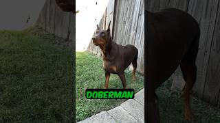 Doberman Cropped Ears/Tail #shorts#doberman