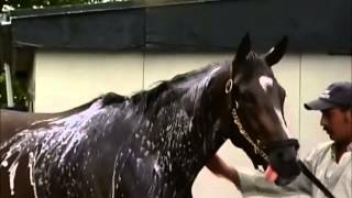 The Great Rachel Alexandra