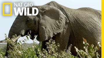 Baby Elephant Learns From the Elders | Little Giant