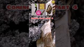 #shorts | Giant Sphinx Moth Caterpillar Pupating Underground