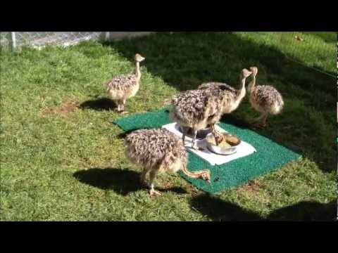 Baby Ostrich Chicks Youtube Baby Ostrich Chicks Youtube