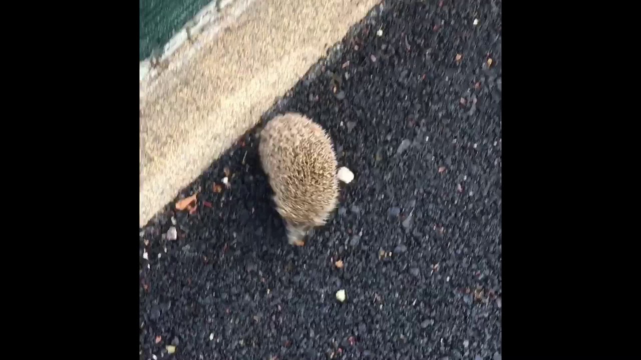 Arici Pogonici Roxana Ciuhulescu Thewikihow