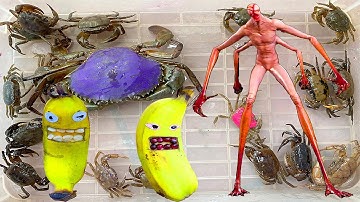 Kem Ốc Chanel nhờ cảnh sát bắt quái vật, giải cứu con cua, con chạch, con ếch, cua, hộp tiền Pokemon