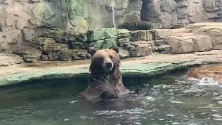 Grizzly bears playing at the Saint Louis Zoo