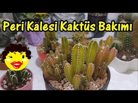 Video: Fairy Castle Kaktus Baxımı Haqqında Ətraflı Məlumat