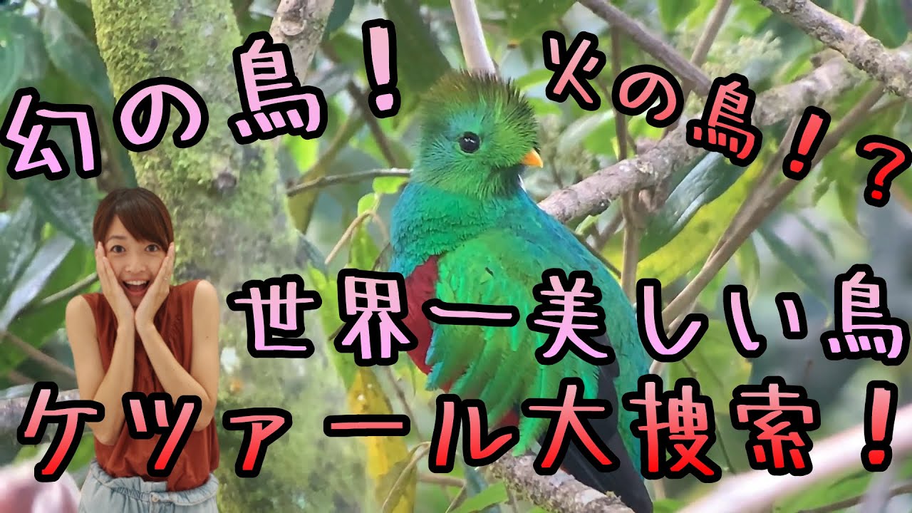 水曜どうでしょう コスタリカの国鳥 ケツァール 大捜索 コスタリカ 2 Youtube