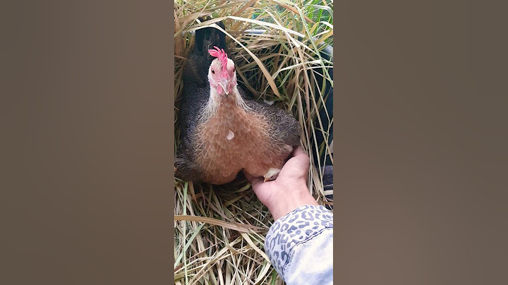 My pet chicken had 10 fluffy babies. Safely away from my 21 cute killers #shorts #chicken #cats