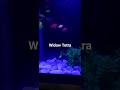 If you keep widow tetra then you have to turn on a blue light and you will see the tetra is glowing