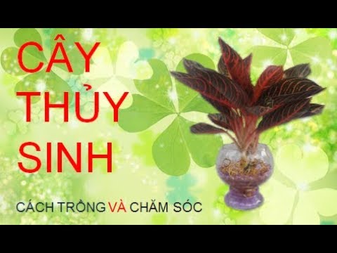 Video: Lưu Vực Chung (32 ảnh): Trồng Và Chăm Sóc Cây Thủy Sinh. Cây Thân Thảo Cho Bãi đất Trống 