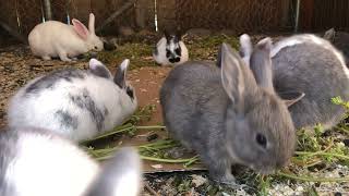 007 | Baby BUNNIES 🐰♌️ LEO Bunny COLONY ♌️🐰 ADORABLE Rabbits by Cosmic BUNNIES 373 views 1 year ago 1 hour, 15 minutes