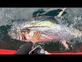 Boater runs over our 10000 fish commercial bluefin tuna fishing