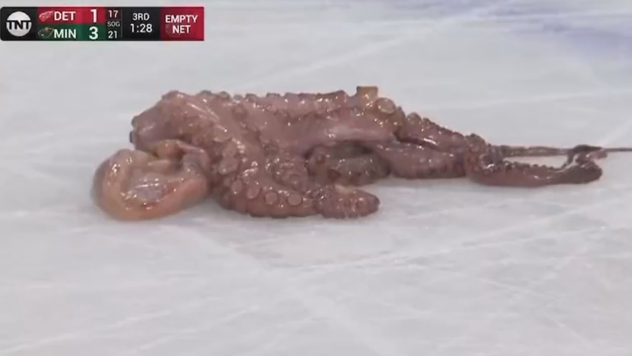 April 15, 2012: Detroit Red Wings mascot Al the Octopus is lowered from the  rafters during