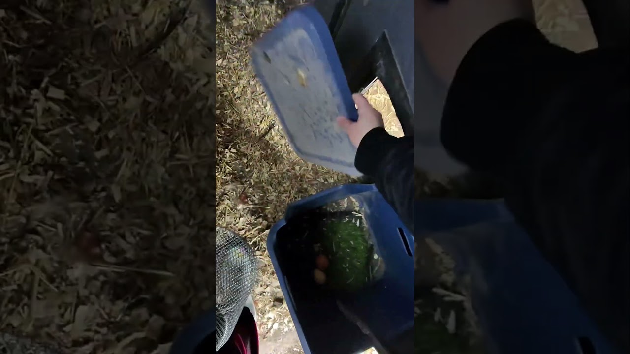 Collect eggs with me this morning 