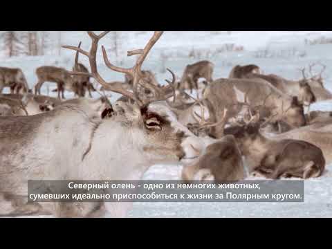 Главное животное Арктики