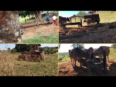 Hoje foi dia de reforma cocho veio /// para confinar umas vacas véia /// no capim açu