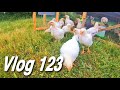 Mes choix sur les poulets de chair  th de compost vlog 123