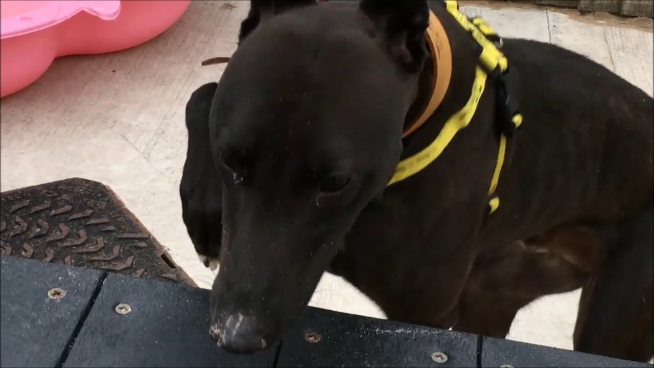 wales wisconsin Dogs Trust Manchester - Comet