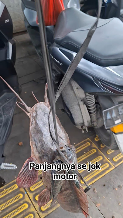 🟢lumayan dari pada lumanyun#fishing #short