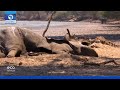 Devastating Effects Of Climate Change In Africa + More Stories | Eco Africa