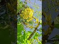 The Beautiful cassia Fistula flowers || Home Gardening | #flowers #youtubeshorts #trendingshorts