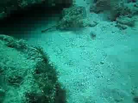 Video: Scorpionfish