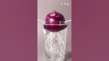 Red Onion - Time Lapse