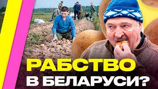 Молодежь СБЕЖИТ из Беларуси! Студенты против отработки у Лукашенко – это рабский труд | Львовский