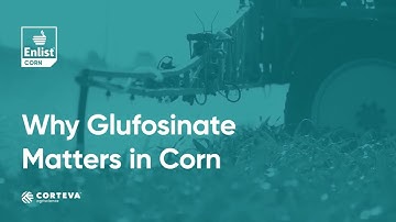 Why Glufosinate Matters in Corn