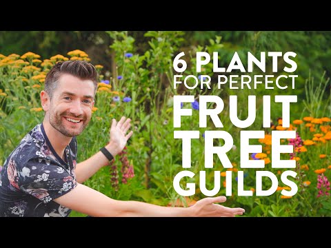 Unlocking the Genius of Fruit Tree Guilds for Abundant Harvests
