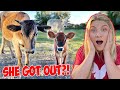 My 3 MONTH OLD BABY COW ACCIDENTALLY GOT OUT!?