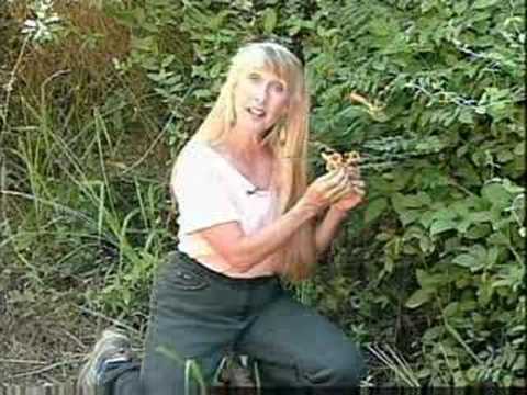 Jeanne Jones - Natural Wonders - Trumpet Creeper