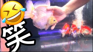 模写　作者不明　速水御舟　金魚　日本画巨匠最終値下げ 薩摩産 完売致しました。 黒オランダ 11cm #goldfish #kingyo