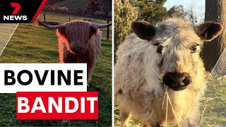 Beloved cattle including tiny cow feared stolen from Adelaide Hills properties | 7NEWS