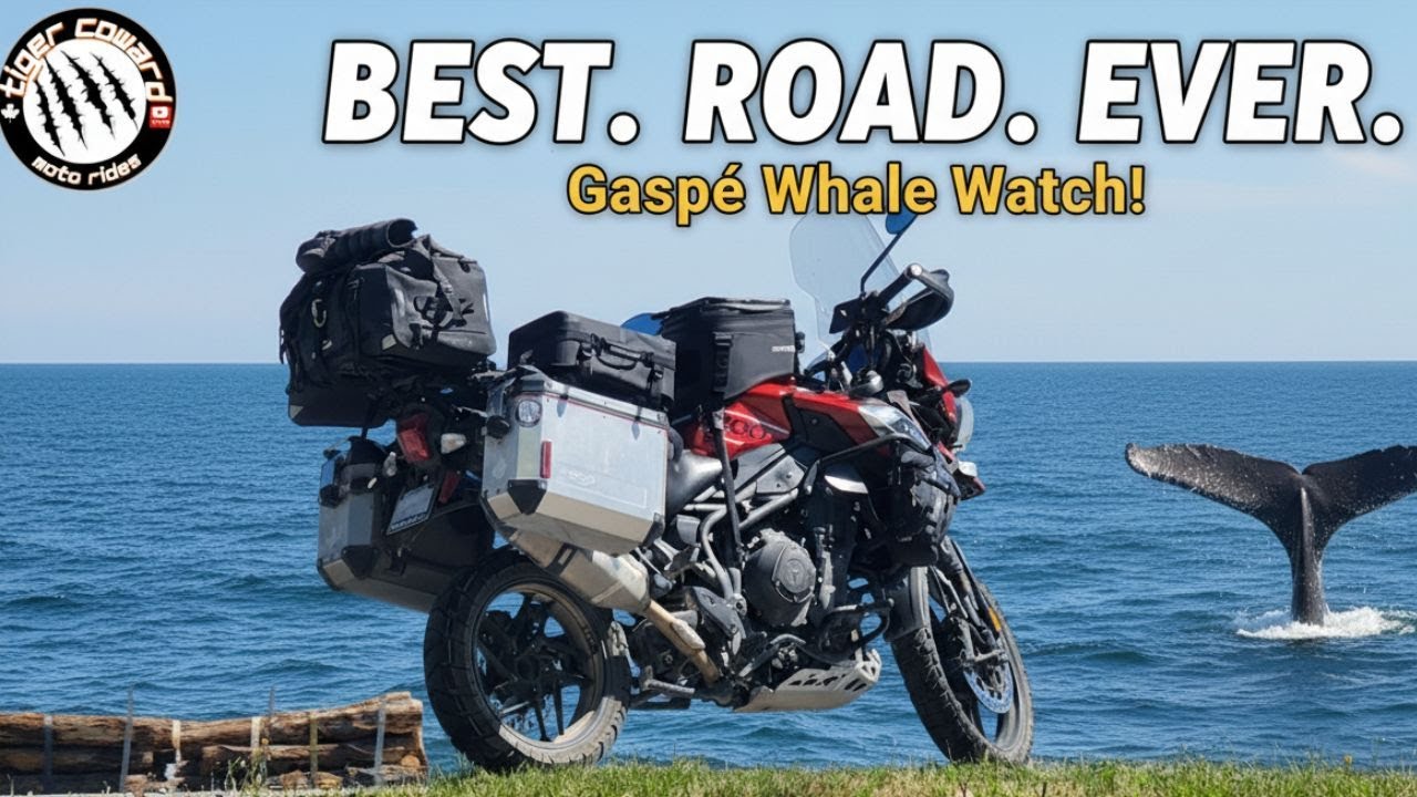 Canada’s Ultimate Motorcycle Ride – Gaspé Route 132 & Whales | Tiger Coward Moto Rides