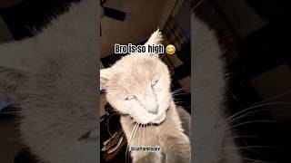 The #cat got high on catnip 😂 #funny #kitten #trending #catlover #shortvideo