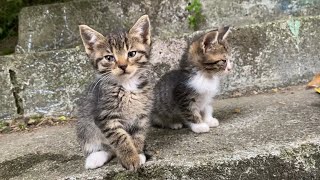 Beautiful kittens living on the street. These Kittens are playing.