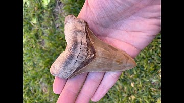 Tal Unearths a Prehistoric Wonder: A Monster 4+ Inch Angustidens Shark Tooth, Ancestor of Megalodon