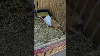 Nutria Myocastor Coypus