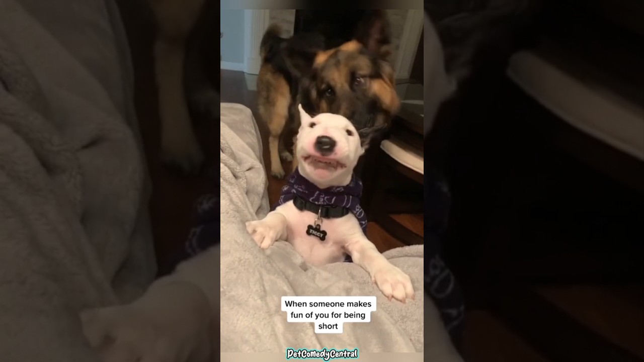 Bull Terrier and the mystery of what's going on in his head 😂 