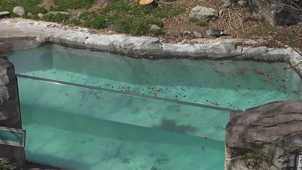 飯田ケーブルテレビペンギンの丘ライブカメラ のライブ配信