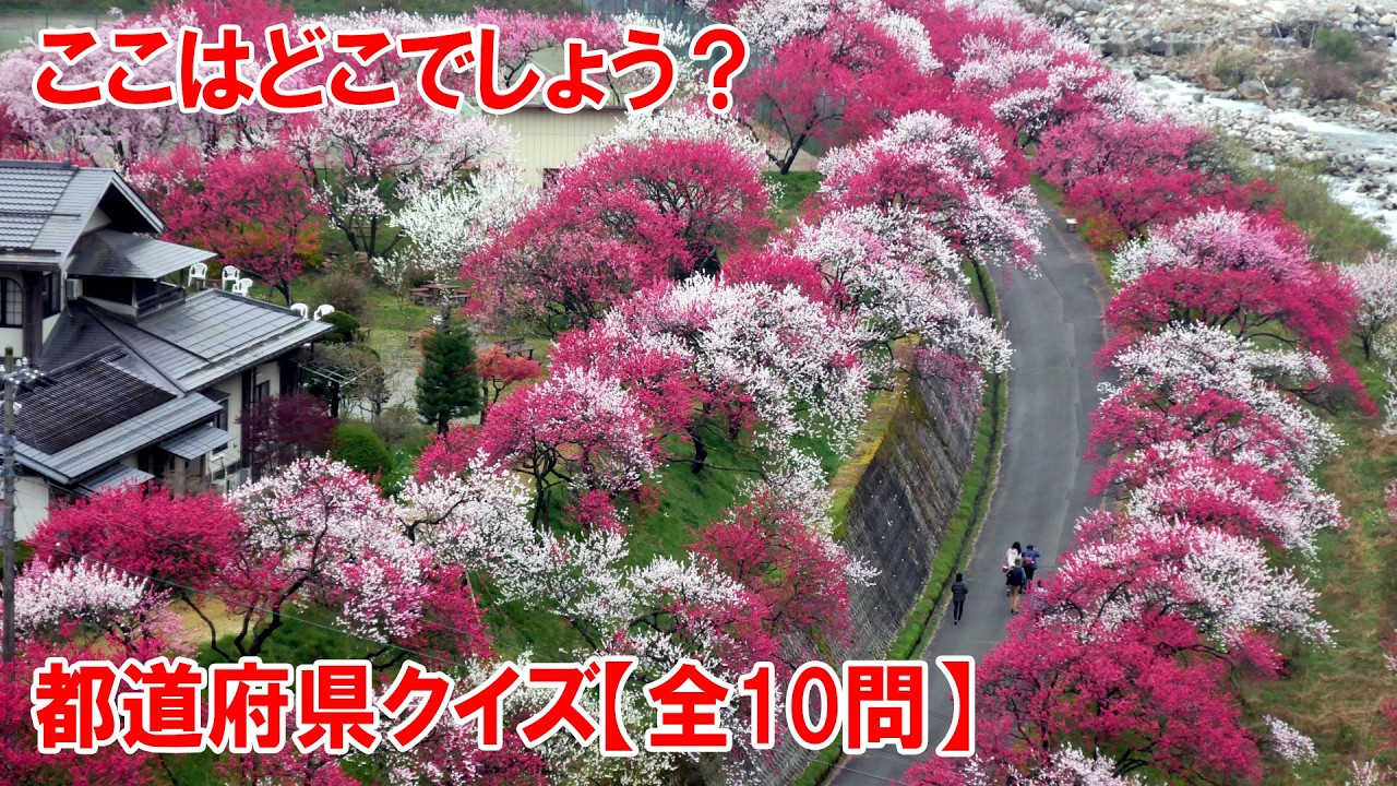 【都道府県クイズ】まさに！桃源郷。1本の枝から赤・白・ピンクの3色の花が咲き分ける珍しい品種が、約5,000本も密集しているこの光景は…●●県の●●●●です！【観光地】