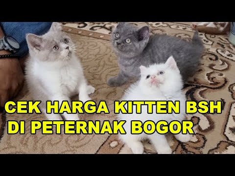 Video: Berapa harga anak kucing untuk dijual?